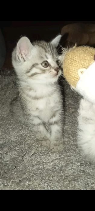 Бриташка 1 месяц,3 недели..