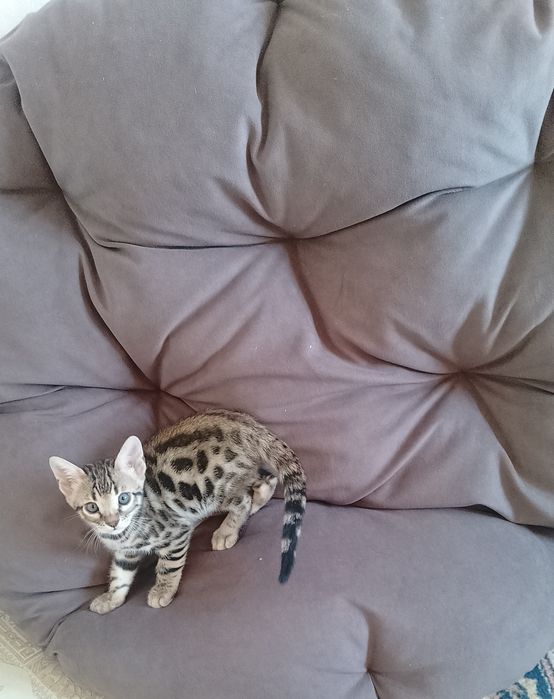 Бенгальские котята