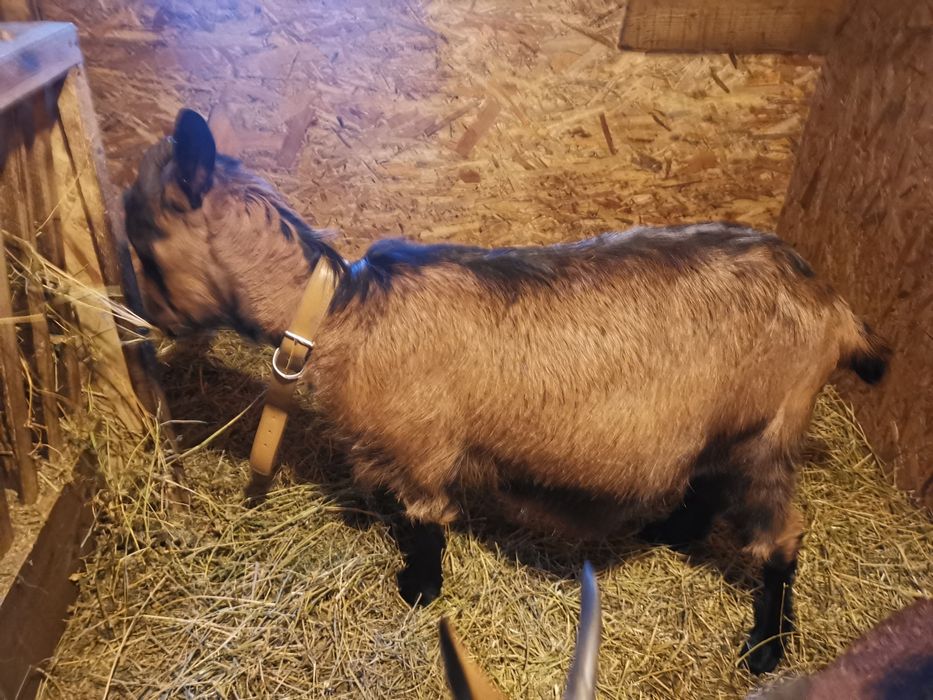 Vand capre metisate alpina franceza