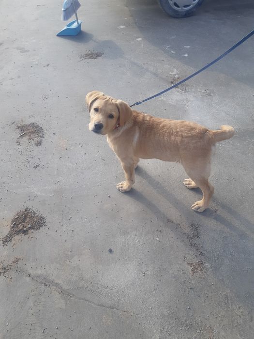 Тозза Лабрадор 3 ойлик