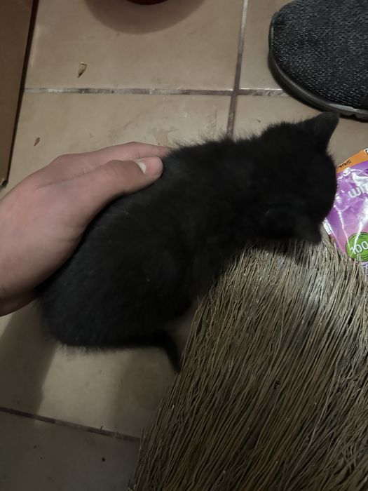 Черно малко коте