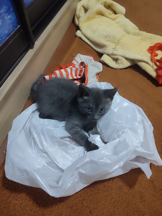 Котята из шотландцев