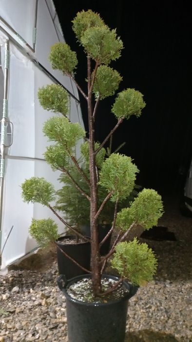 Лейландски Лимонов Помпон.