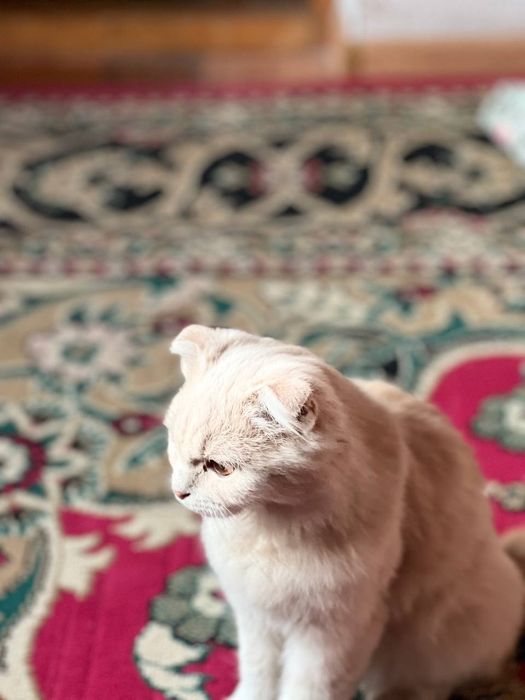 Mushuk Scottish fold 5oylik qiz