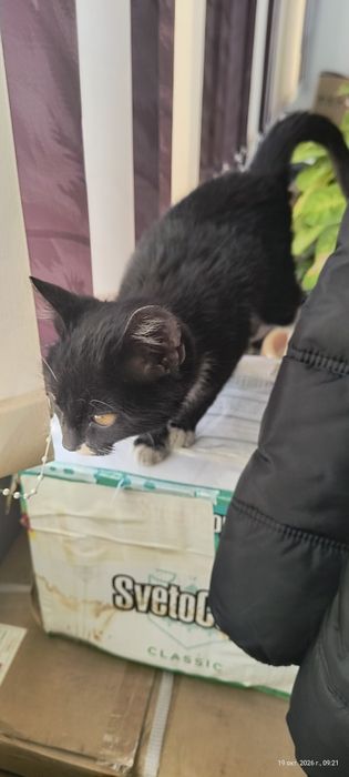 Отдам котенка, мальчик