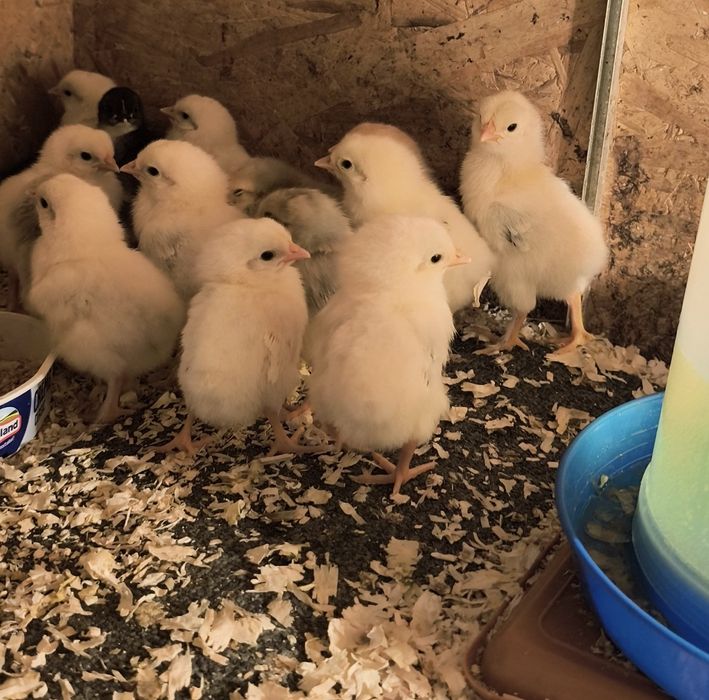 Pui albi din rasă de găini ouătoare