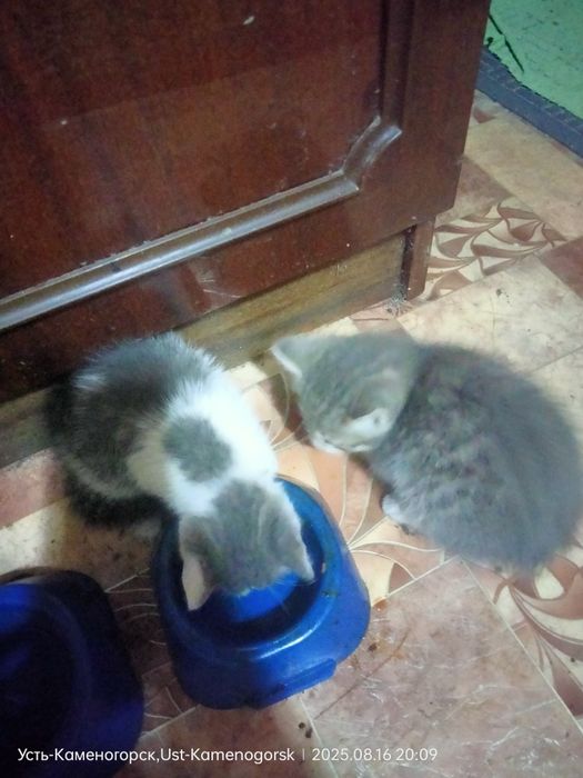 Отдам котятдаром