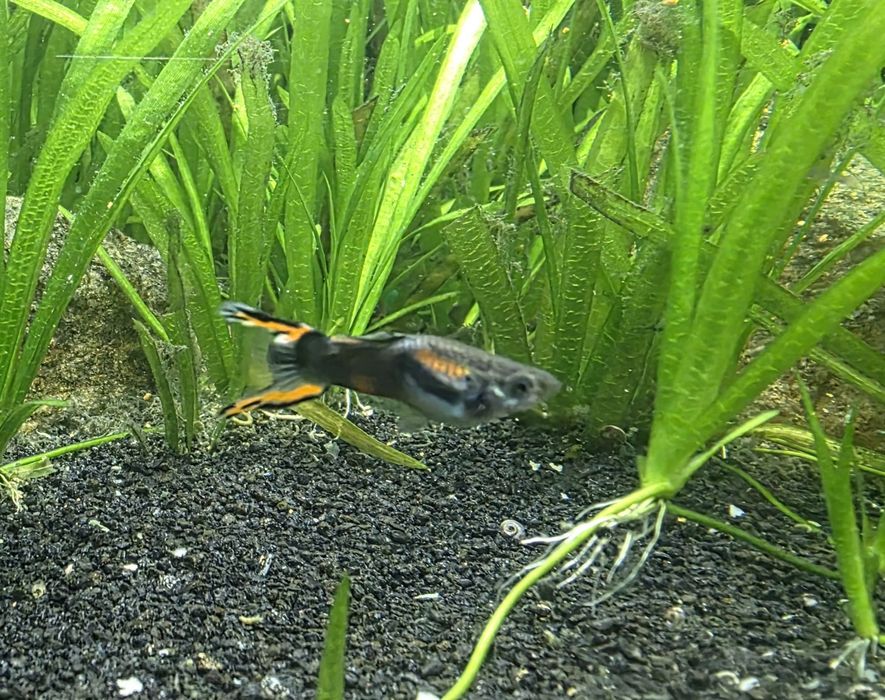 Acvariu pesti 126 litrii