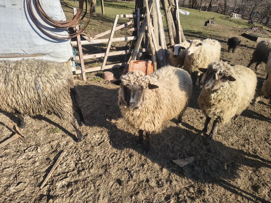 Berbecii de vânzare