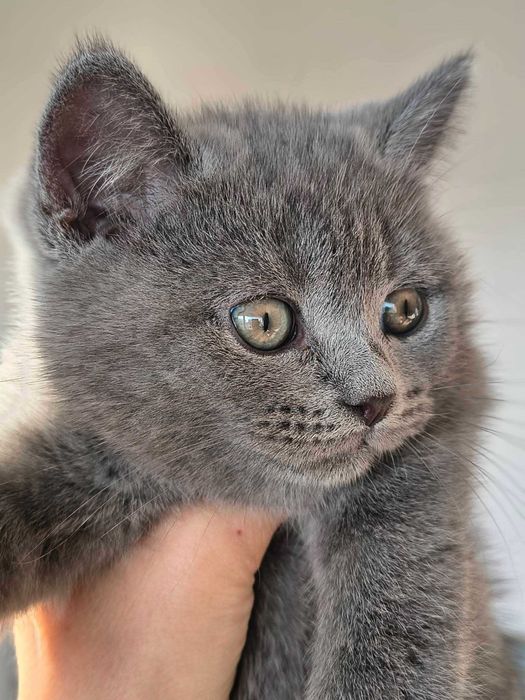 котета Британска късокосместа