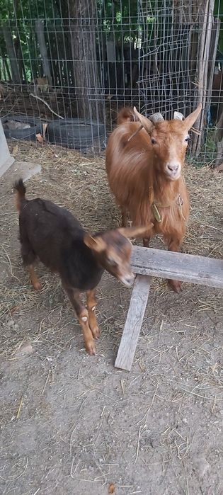 Capra rosie romaneasca