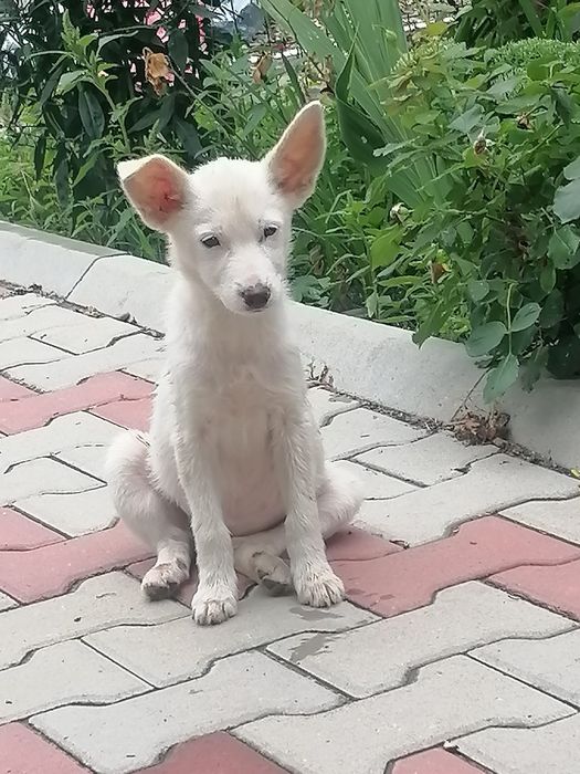 Cățelușa alba pentru adoptie