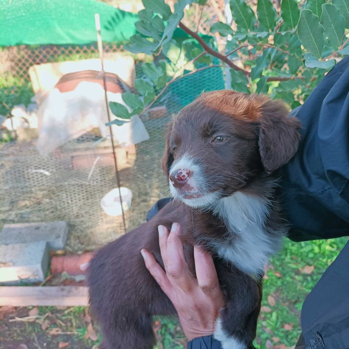 Подарявам тримесечно куче