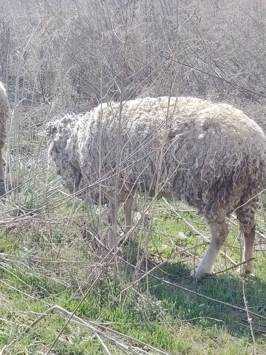 Бараны ягненок козы