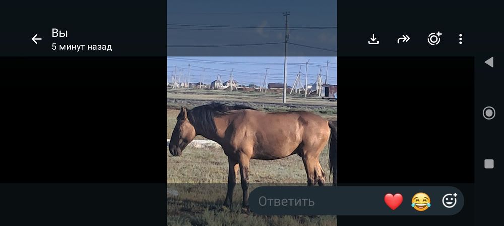 Мұғалжар жылқылар сатылады,құжаттары.