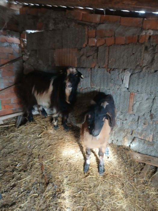 Vând 4 țapi sau schimb cu cereale