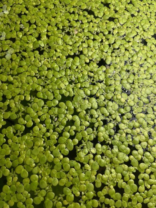 Ряска водное растение