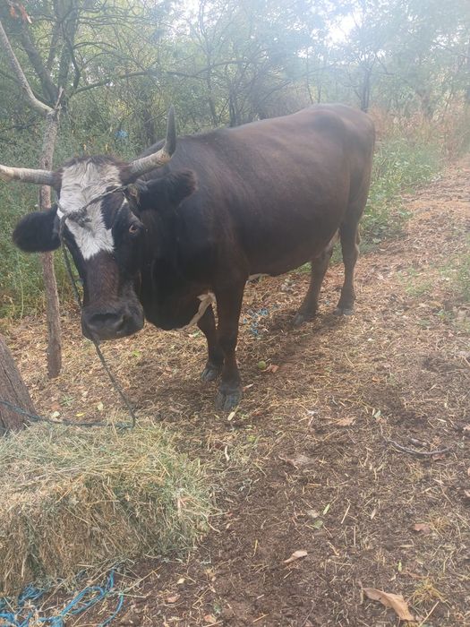 Doua vaci bune carne și calitatea