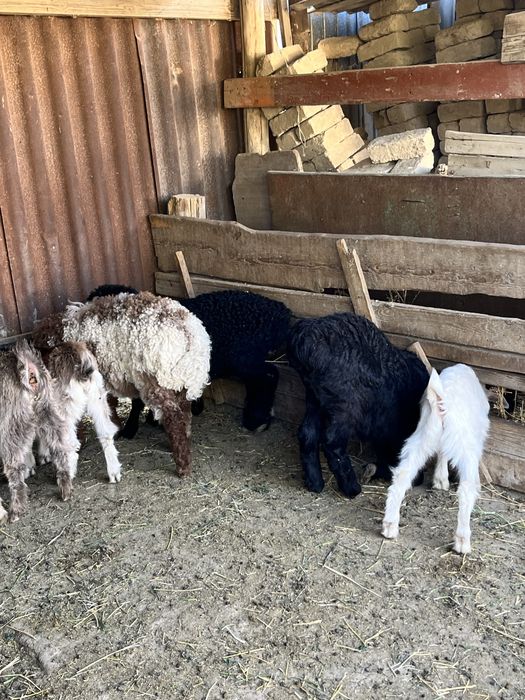 Қозылар сатылады