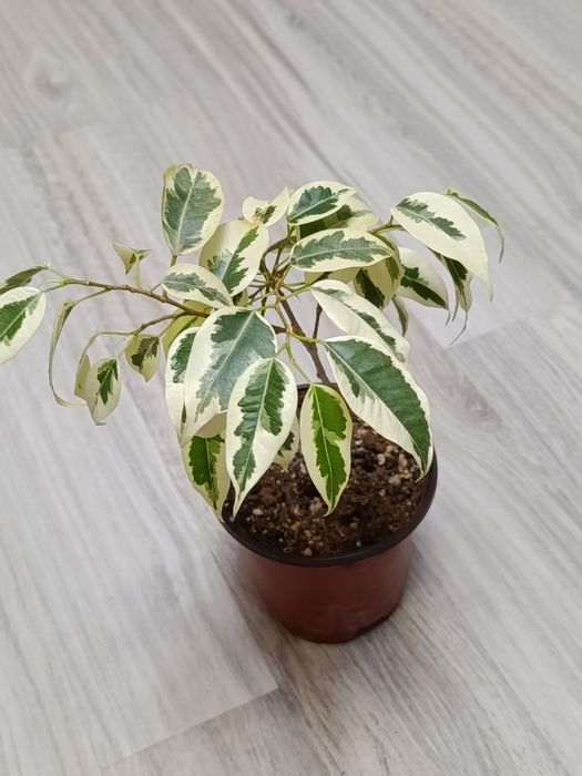 В продаже фикусы