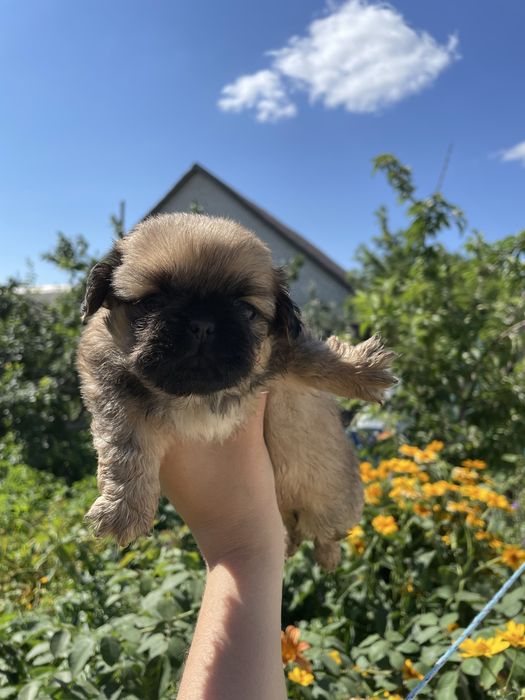 Продам щенков пекинеса