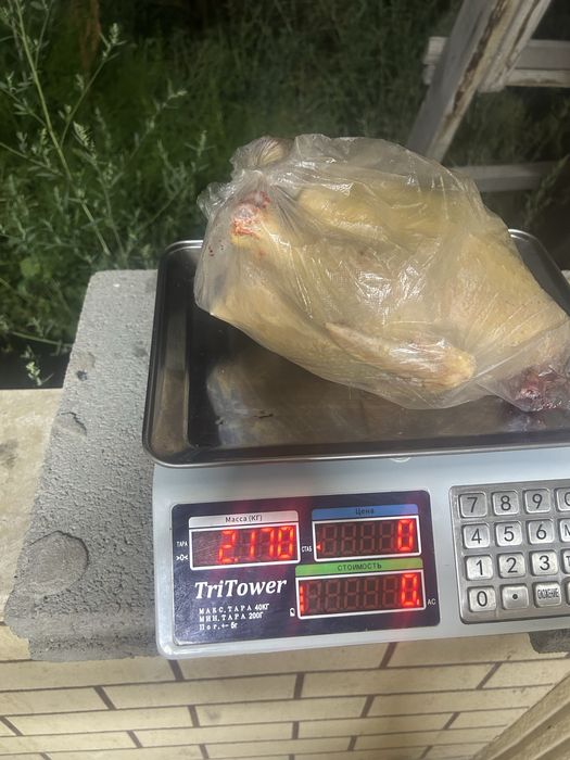 Бройлер цыплята куры