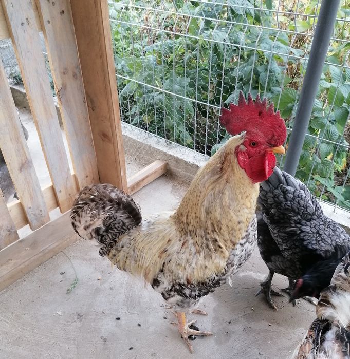 Cocoș de vânzare
