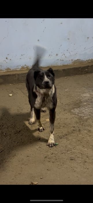 Ит күшік сатылады срочно