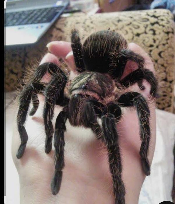 Продам паука Лассиодора Парахибана