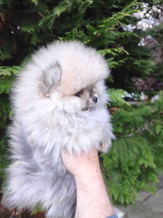 Померан мъжки и женски