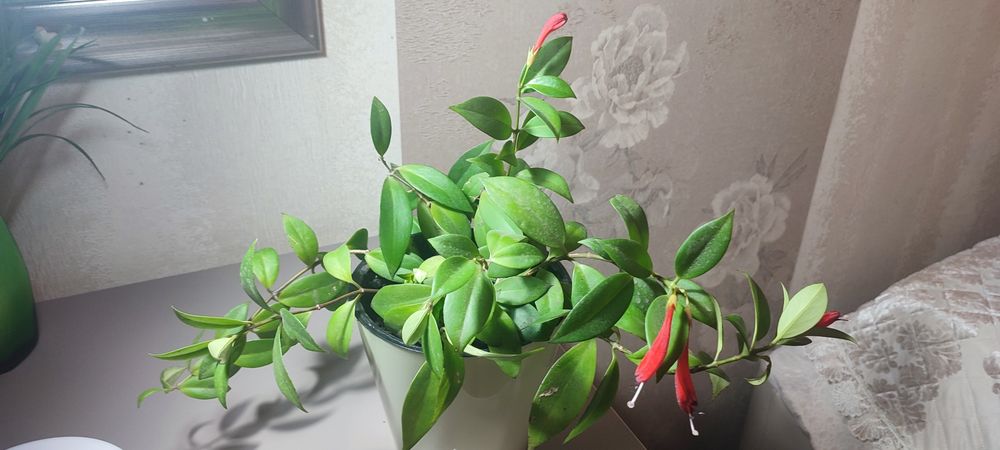 Эсхинантус комнатный цветок