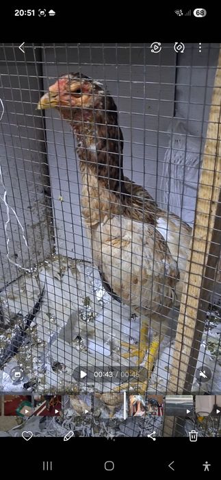 Дакан тауык сатылады