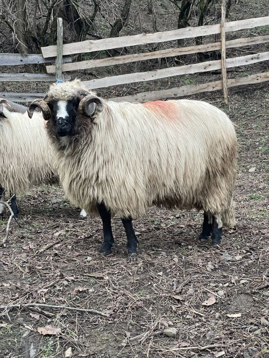 De vanzare mior breaz