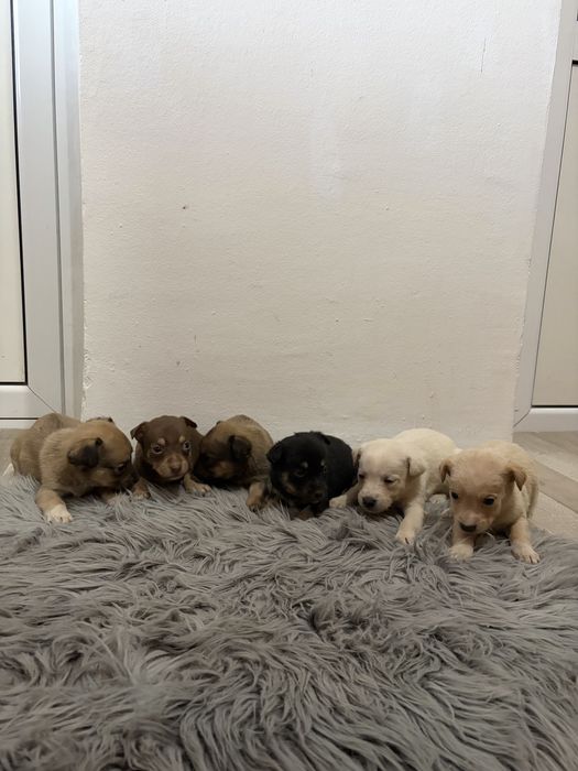 Пинчерчета.