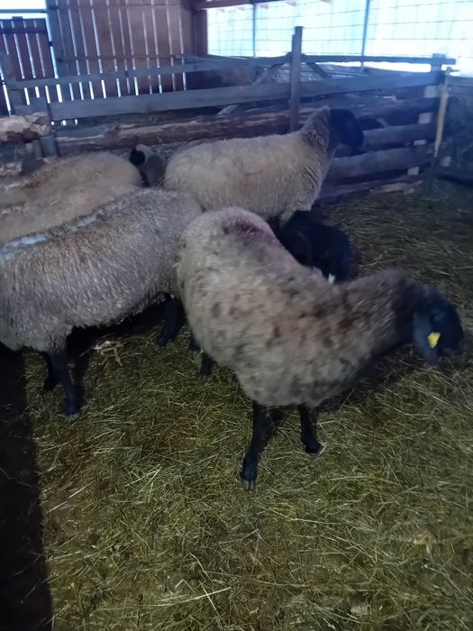 Vând oi carabase sârbești