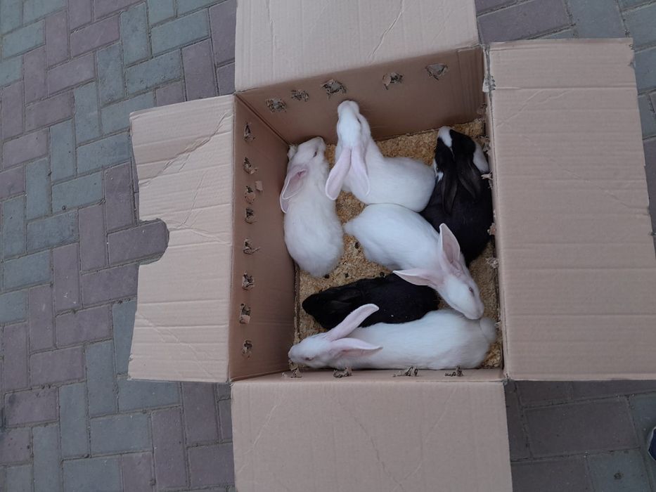 Vind iepuri rasa haicol francez și fluture german