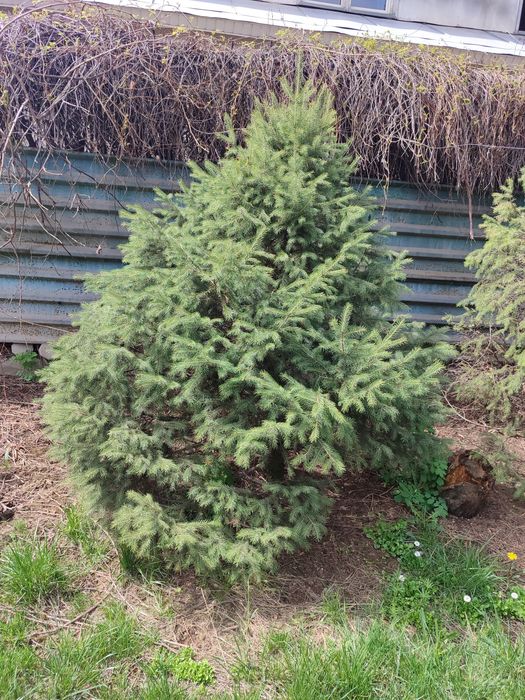 Продам Ёлки , Алматы , район Кар Сити