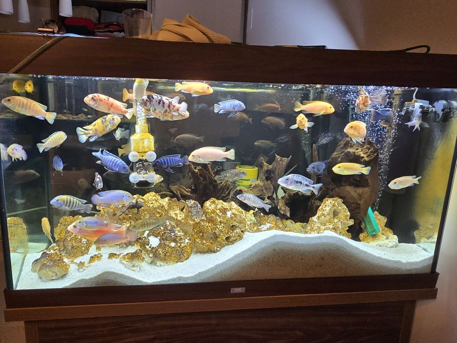 Vand Ciclide Africane