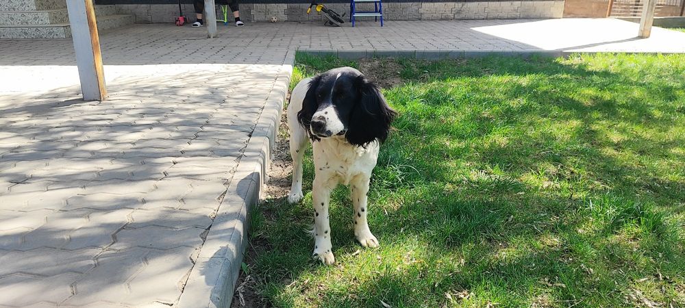 Продам щенка Спаниеля