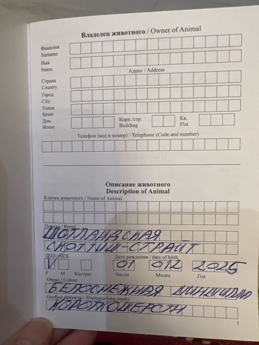 Шотландский котенок