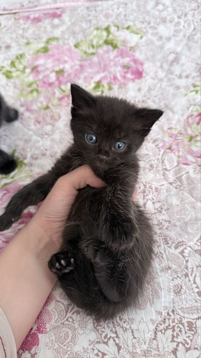 Котята Scottish Straight