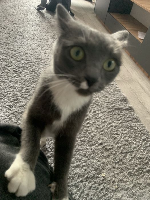 кошка Луна ищет дом