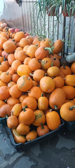 Dovleac Halloween și decorativ în Cluj