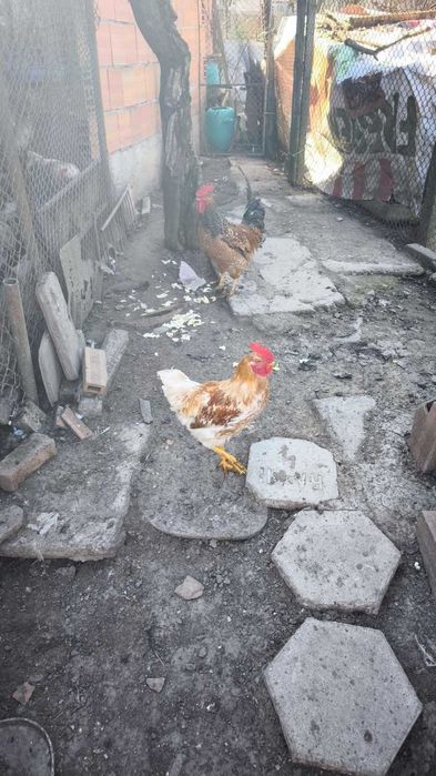 Продавам Красиви Големи Петли