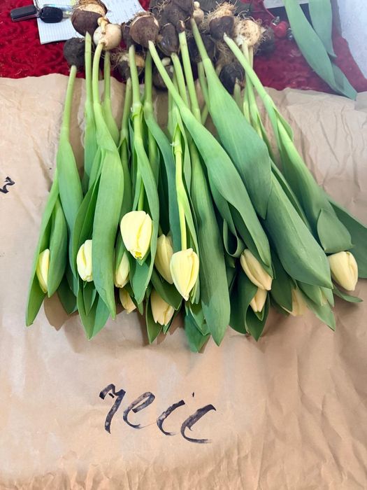 Тюльпан оптом и в розницу