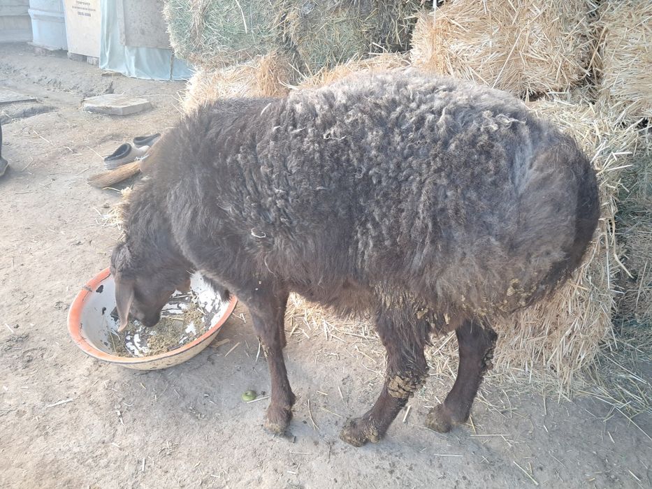 Кучкор сотилади.