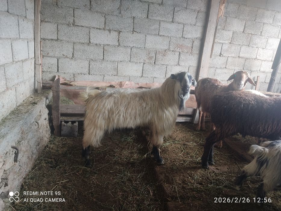 Теке ешкі шыбыш сатылады