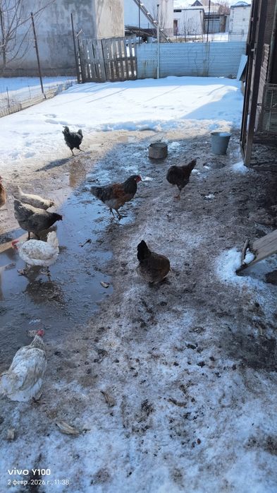 Продам Домашние куры
