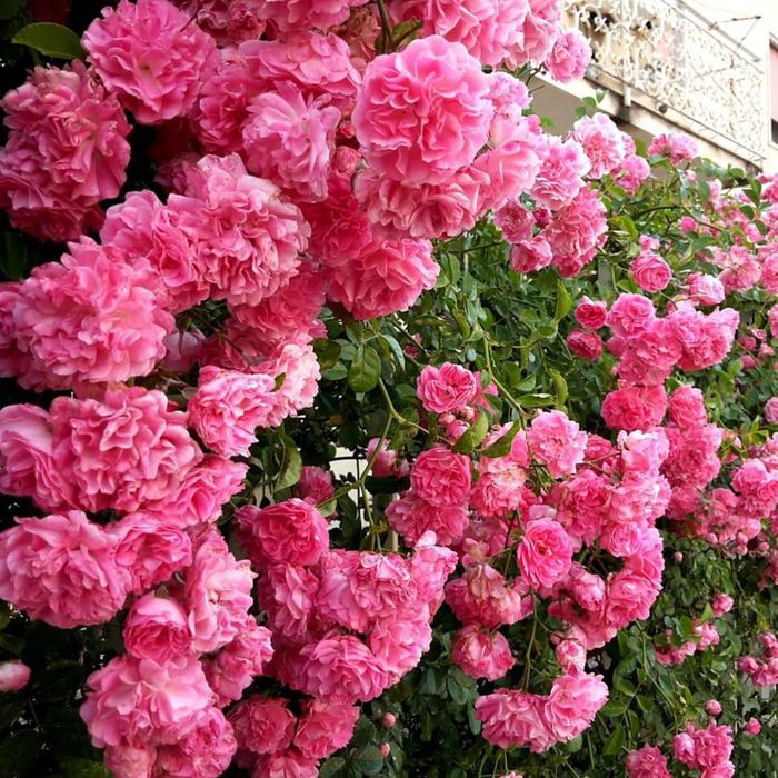 Плетистие розы сотилади