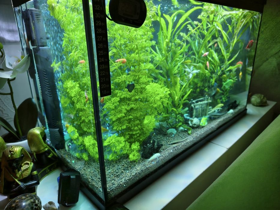 Acvariu cu pesti CLASICA